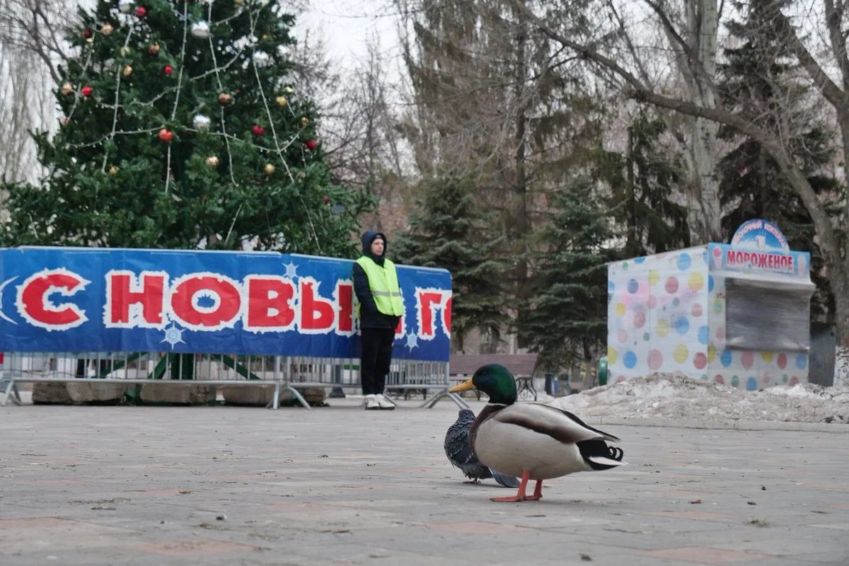 Просто уточки и новогодняя ёлка в парке Металлургов в Самаре🦆🎄