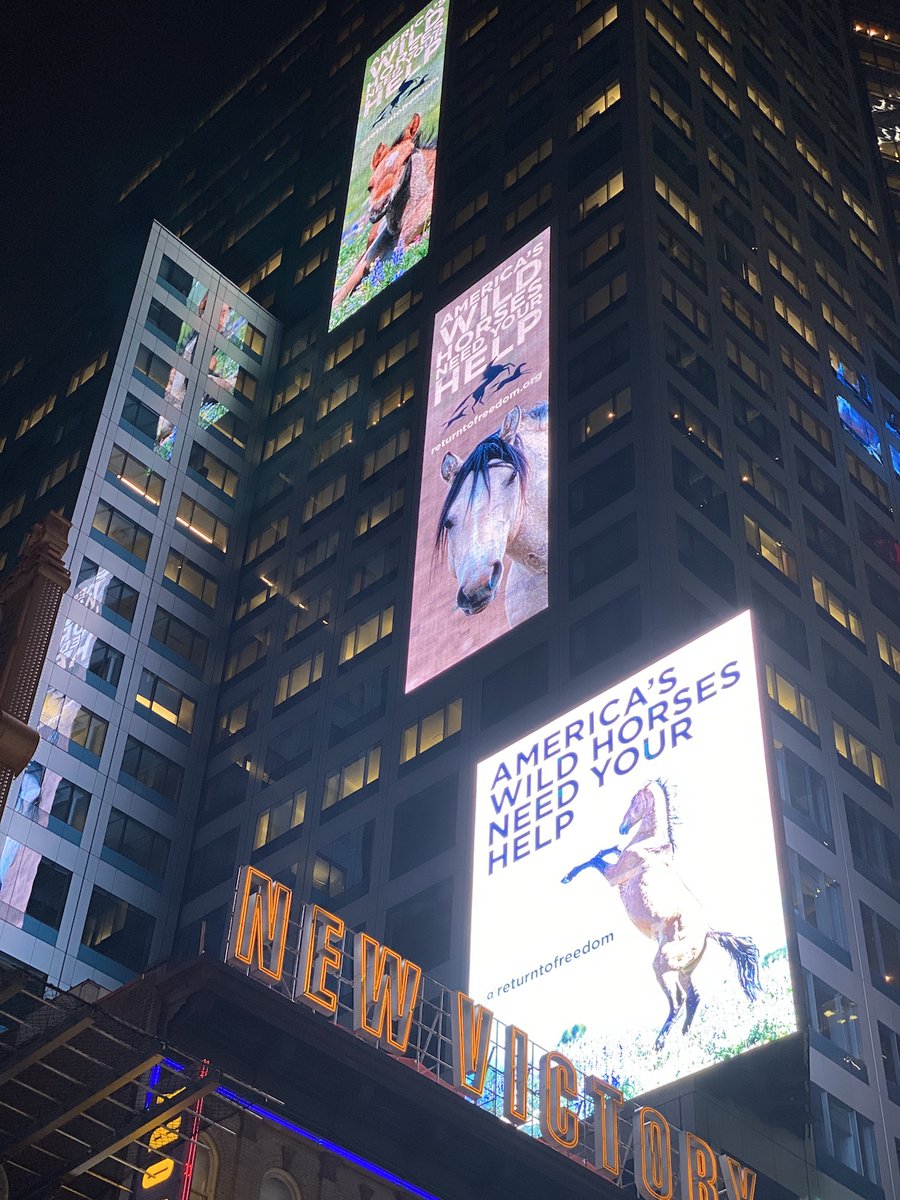 ReturnToFreedom's tweet photo. *Start spreading the news: AMERICA'S WILD HORSES NEED YOUR HELP!*

Our new digital signs are live in New York City's Times Square.

TAKE ACTION TODAY: https://t.co/i1Jz4WIR6B

#horses #wildhorses 📸Meg Frederick and Bev Pettit. https://t.co/ld7eaInPOm