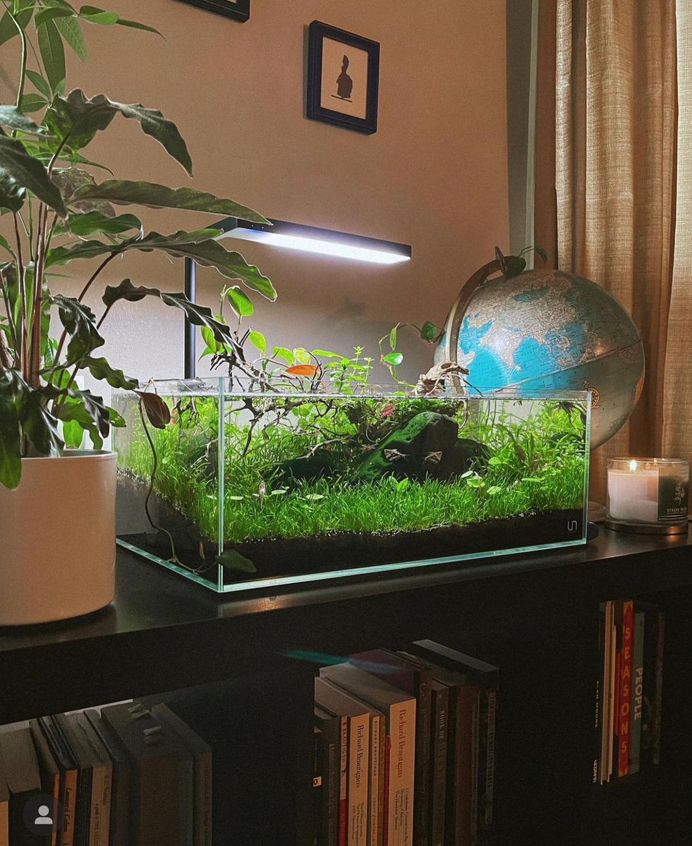 seachem's tweet image. Book shelf scape done by our Brand Ambassador @aquascapetoronto (IG)