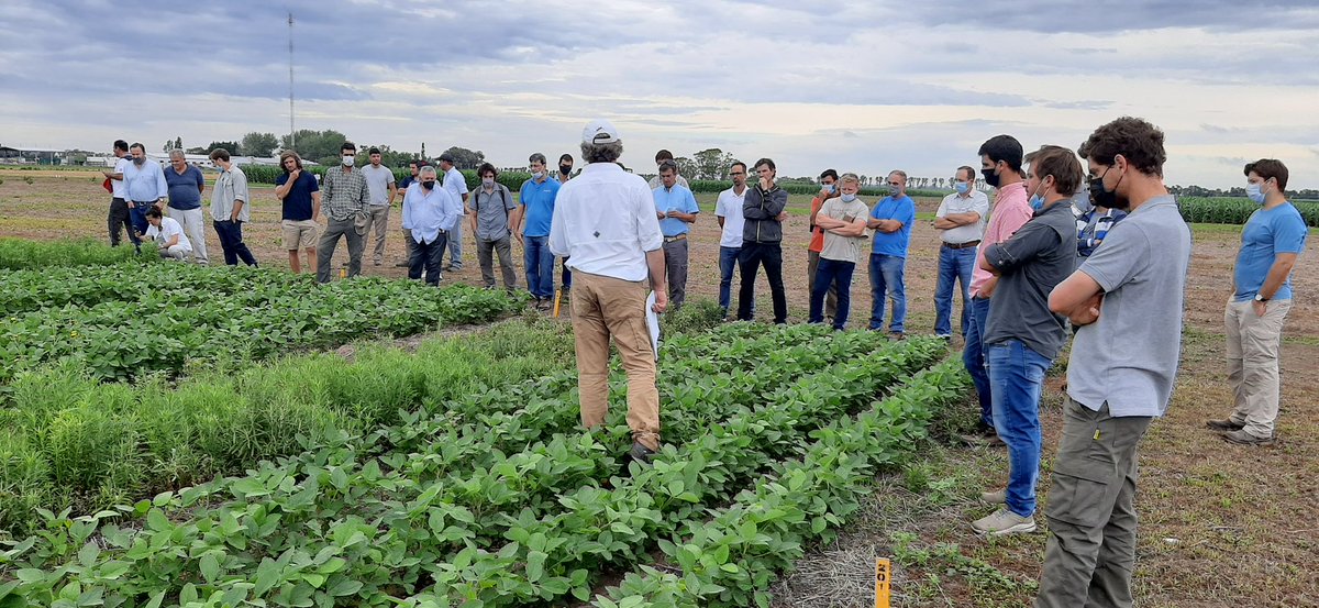 RoloDiMarco1's tweet photo. Excelente jornada de intercambio técnico en @CortevaARG Pergamino Los Asesores referentes, nuestros AgroExpertos como invitados, Equipo de Agronomia completo. Como nos gusta a nosotros, compartiendo y discutiendo estrategias en el control de las malezas Sistema #Enlist #SojaE3 https://t.co/e2Wj01IK1W