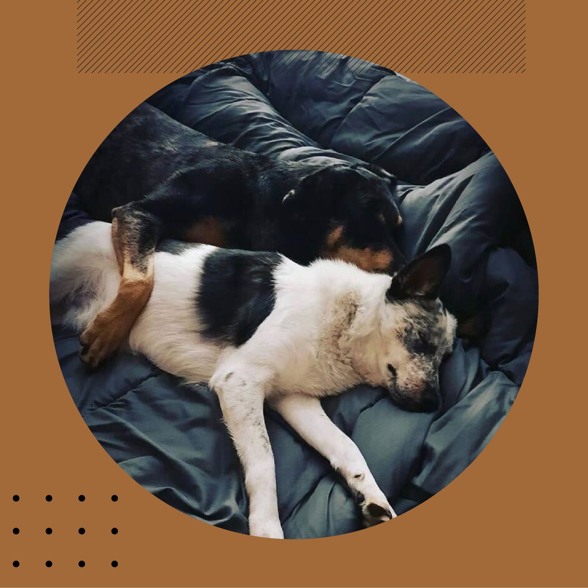 #WFAF is back with our lovely administrative assistant, Ashley with her adorable dogs Kai and Luna! Working from anywhere on Fridays means we get to spend time in the places and with the people (or pets) that help our creativity flourish!