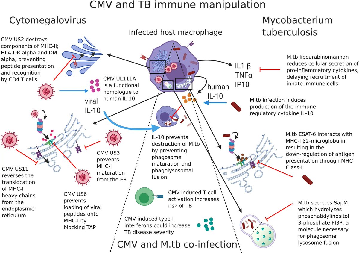 PLOS Pathogens tweet media
