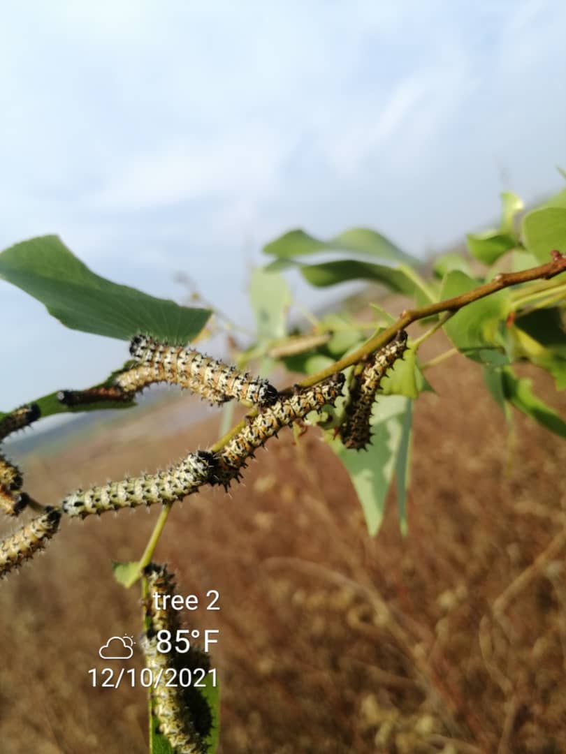 ZimForest's tweet photo. Our Entomology team working together with @cirad on introducing Mopane worms (Gonimbrasia belina) as part of Sustainable Forest Management #SFM enhancement package for rural communities.
Trees 🌳 are life!
@forestrycom1 https://t.co/9OuiaMIrou