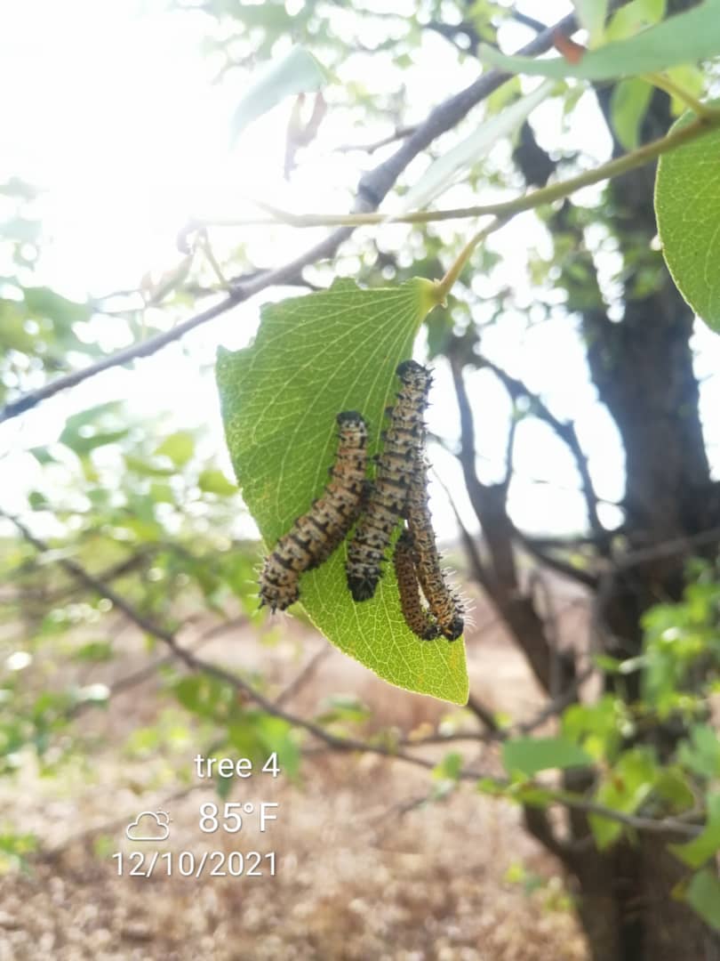 Mopane Worms Enterprises Pbc Mopanep Twitter