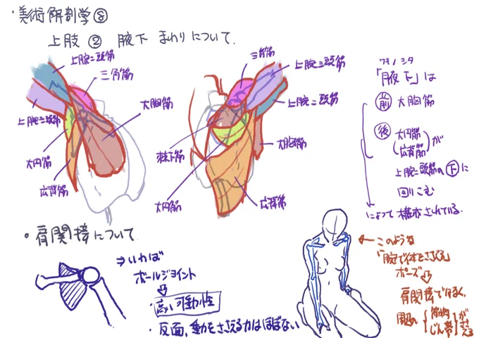 もはや何が目的かわからなくなってきた美術解剖学の復習の続き 一枚目はちょっとだけ直し 