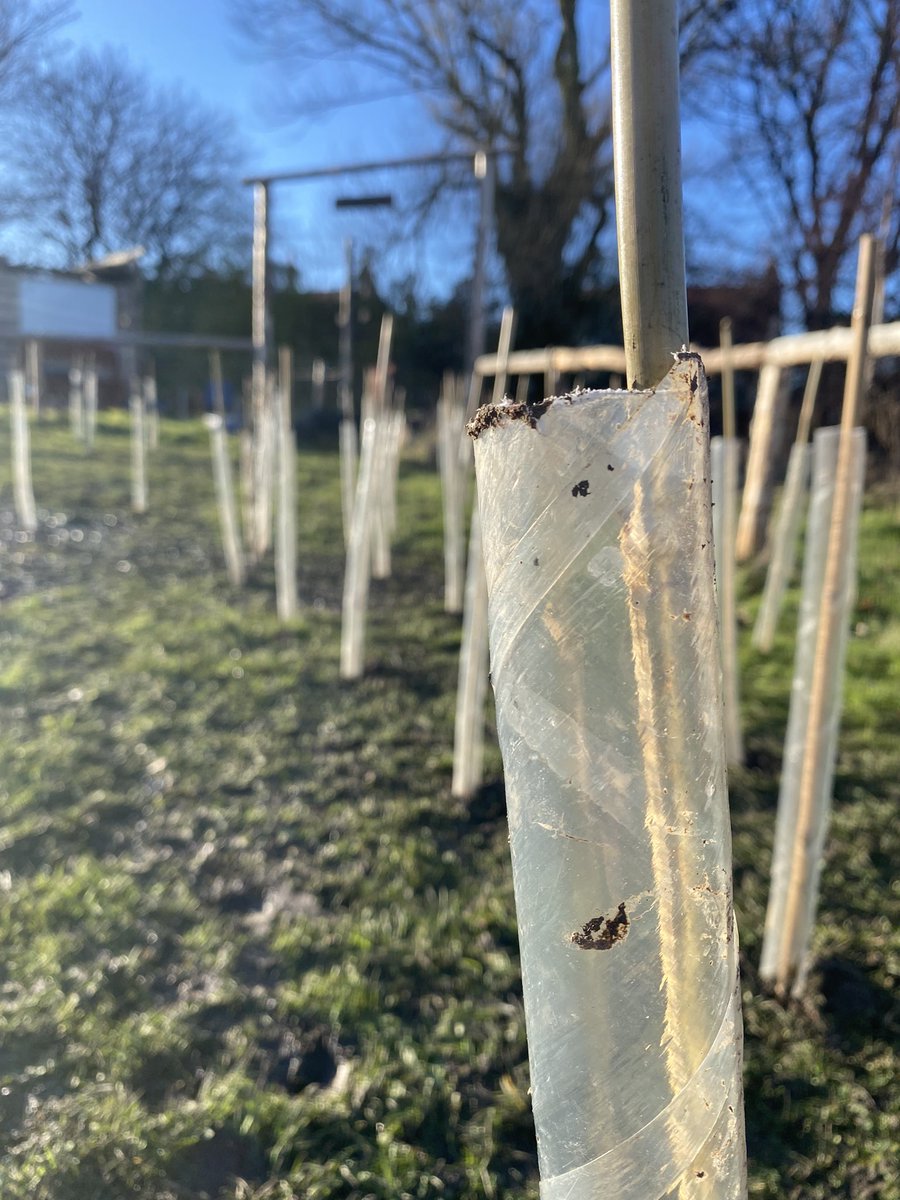 TAS4L's tweet photo. That’s the 200 th tree planted at Seaham Trinity Primary. Every one of them by children. The kids have named their “Tree Babies” and they now surround the Adventure Forest. There’s still lots more to plant! #rewildingbritain #rewilding #seahamtrinityprimary https://t.co/KvvdhYMicZ