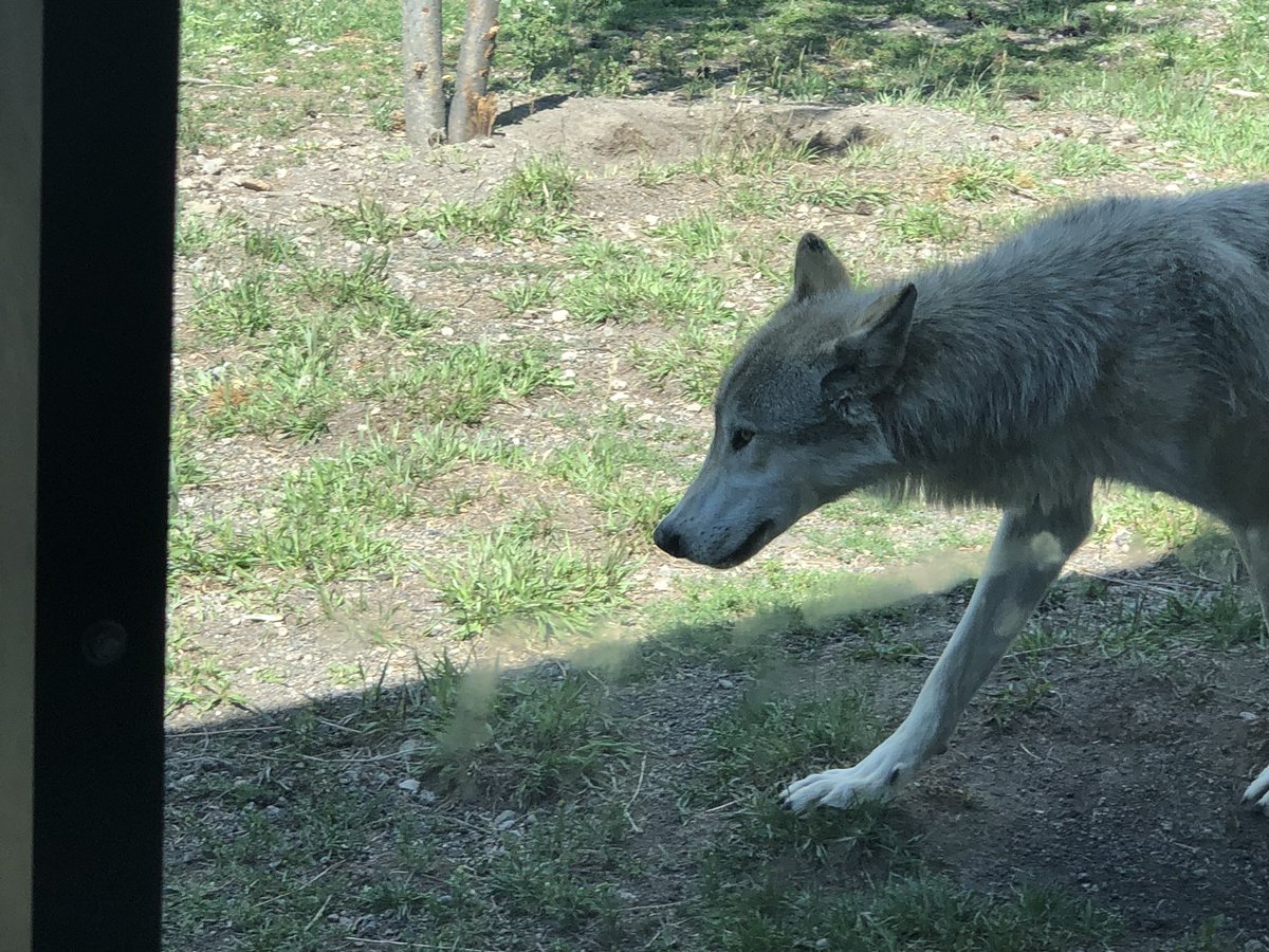 JohnMarchwick's tweet photo. It has been nearly a year since wolves were delisted nationwide. Sadly things didn’t change for the better. @SecDebHaaland @POTUS @charlidamelio @ameliexrose @thellenshoww #RelistWolves https://t.co/W6Q2Ksnp1F