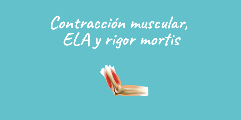 Así explico la fisiología del ejercicio a mis alumnos para que resulte memorable. 

👉🏽 Una historia sobre contracción muscular, ELA y rigor mortis

-Hilo -