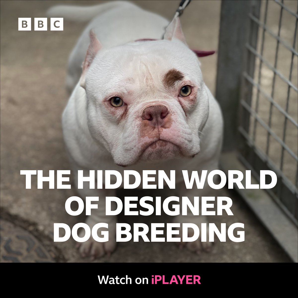 BBC Wales 🏴󠁧󠁢󠁷󠁬󠁳󠁿 tweet media