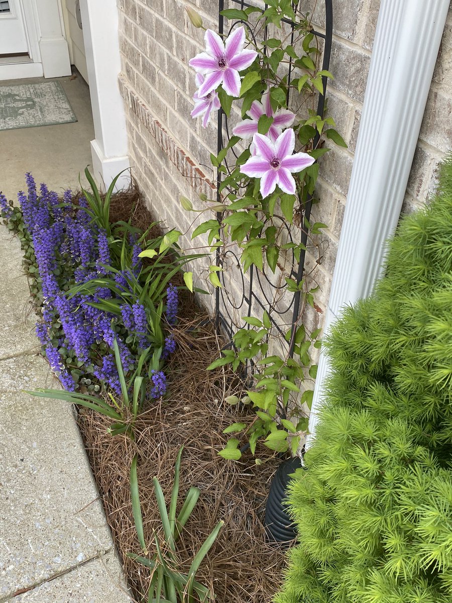 Diannewith2ns1's tweet image. #Colorcombinations -Clematis and Ajuga