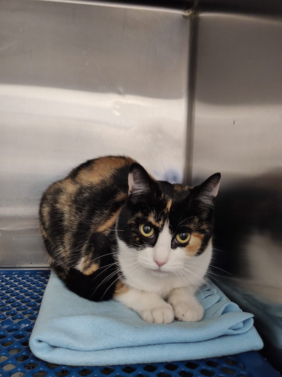 AytoAviles's tweet photo. 😍 Mila es una gatita de 1 año, sociable y cariñosa, que está buscando un hogar

🐱🐶 Ella y otros animales están bajo tutela del Ayuntamiento
📷 Puedes conocerlos a todos en nuestro álbum "Animales en adopción": https://t.co/hjHutIZaUP

📩adopciones@clinicasteran.com
📞985261926 https://t.co/TUAAH92Sd6