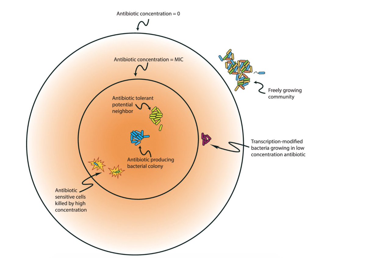 ASMicrobiology's tweet photo. New minireview in @mBioJournal: Why Do Antibiotics Exist? https://t.co/9CRcBetWcs https://t.co/ZQmLihF2fp