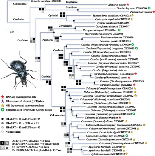 #LiteratureNotice Toussaint et al. HyRAD-X Exome Capture Museomics Unravels Giant Ground Beetle Evolution dx.doi.org/10.1093/gbe/ev… #Beetle #Beetles #GroundBeetles #Evolution #Museomics