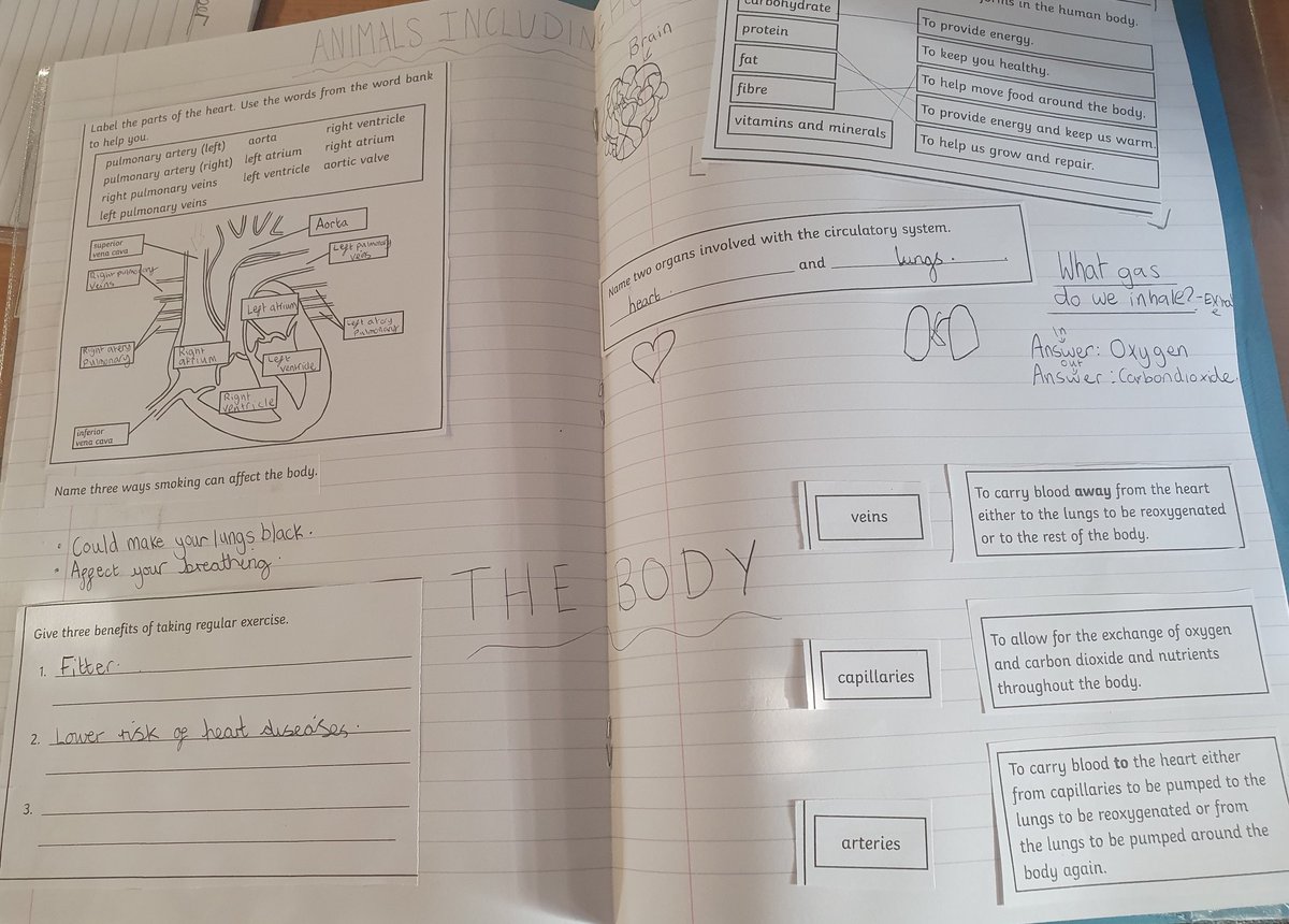 JCA_Science's tweet image. Year 6 have created their own summaries of what they have learnt this half term. Their use of vocabulary has been excellent. #JCAScience #retrieval #rememberingmore