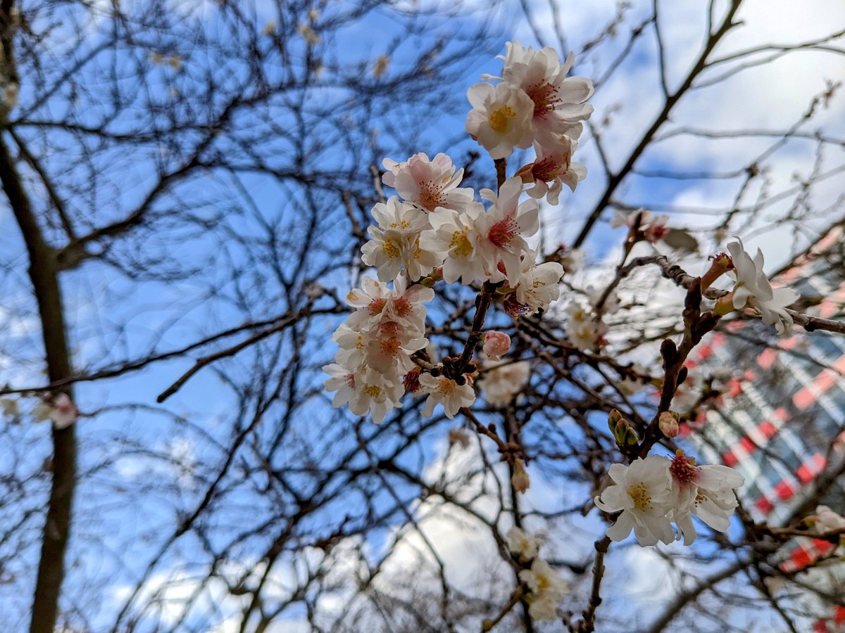 桜？かわいい🌸🌸🌸
#フランスの桜 #Fleursdecerisier #まだ冬 #早咲き🌸 #早すぎ😅 #桜🌸