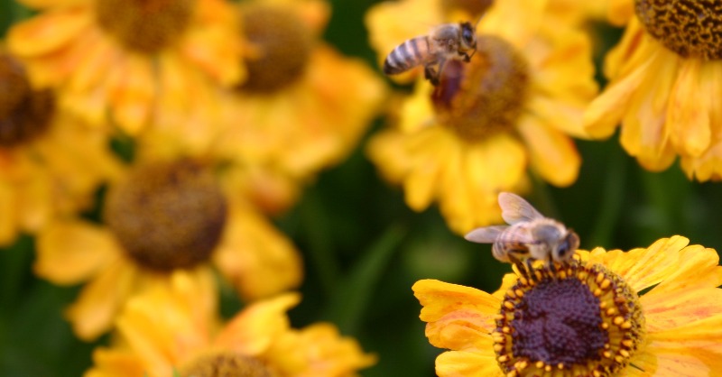 FieldsInTrust's tweet photo. Want to encourage more wildlife in your local park? 🦋🐝🐞🐦

There's some great top tips from @sandringhampark in our Knowledge Base!