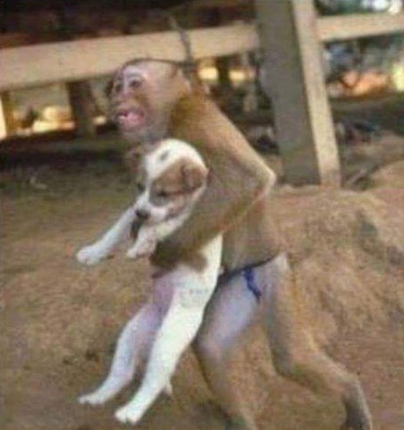Thailandia: durante un'inondazione una scimmia salva un cucciolo di cane. Un'immagine tenerissima e piena di amore vero e disinteressato, che solo gli animali e pochi altri esseri umani sono in grado di dare...❤️
