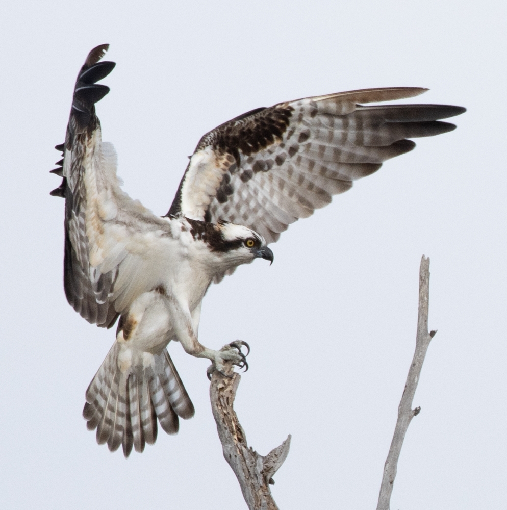 Sharing another beautiful top shot from our recent contest 'Wood If You Could'. The osprey was photographed by Darren Raphael in Huntington Beach, CA. #birding #birders #birdwatching #birdphotography #wildlifephotography #wildlifephotos