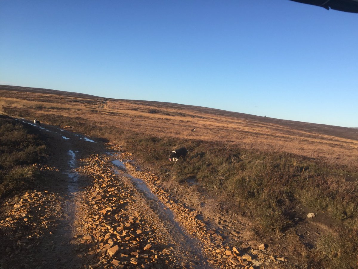 It might be a faf on feeding round small tupping batches but on a nice day the scenery is very impressive #hillfarming