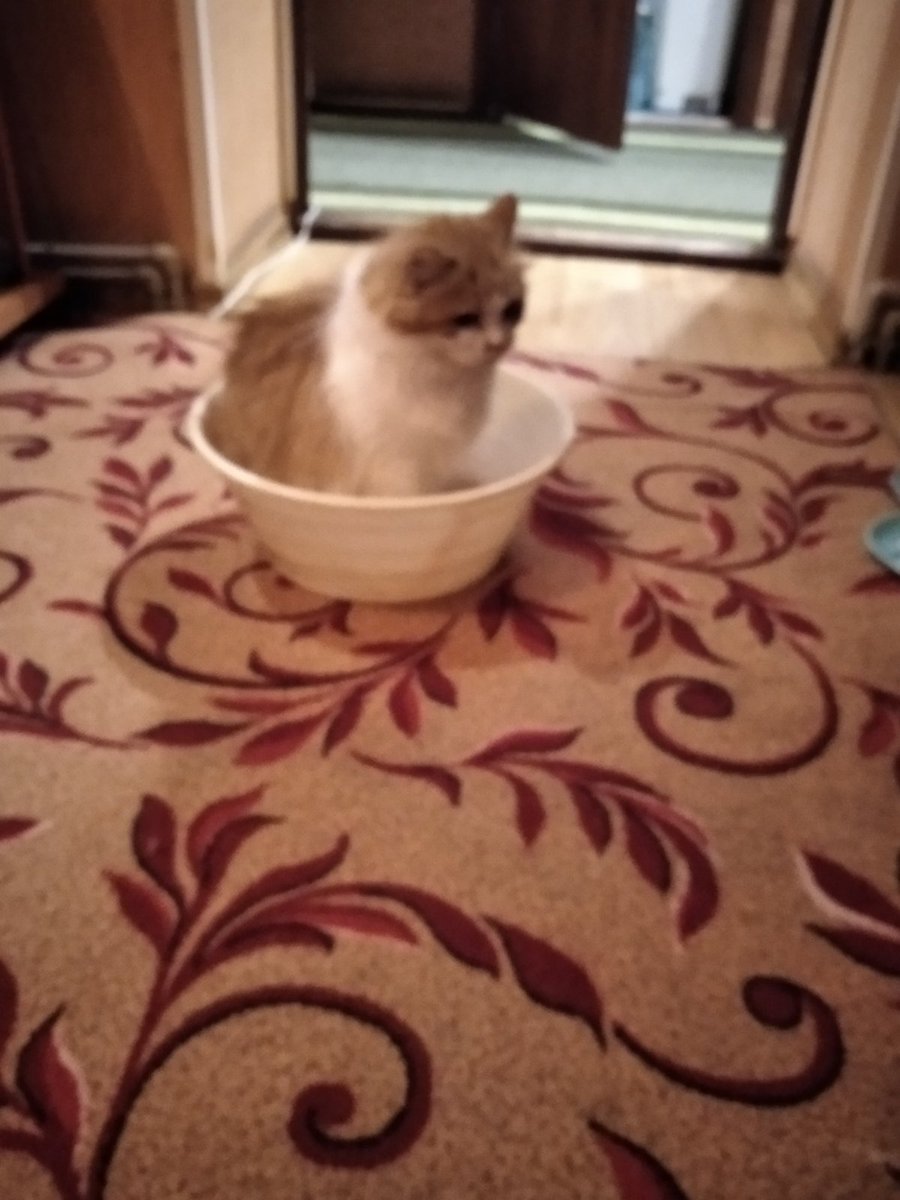 sprt_stanslvski's tweet photo. "I support, while hostess is making the house and washing the clothes. Ready to fly, ready to wash, ready to everything" (c) #cat #кот #Caturday #CatsofTwittter #catsofinstagram #catelegram #CatWar #cats https://t.co/jMKx1XB2WD