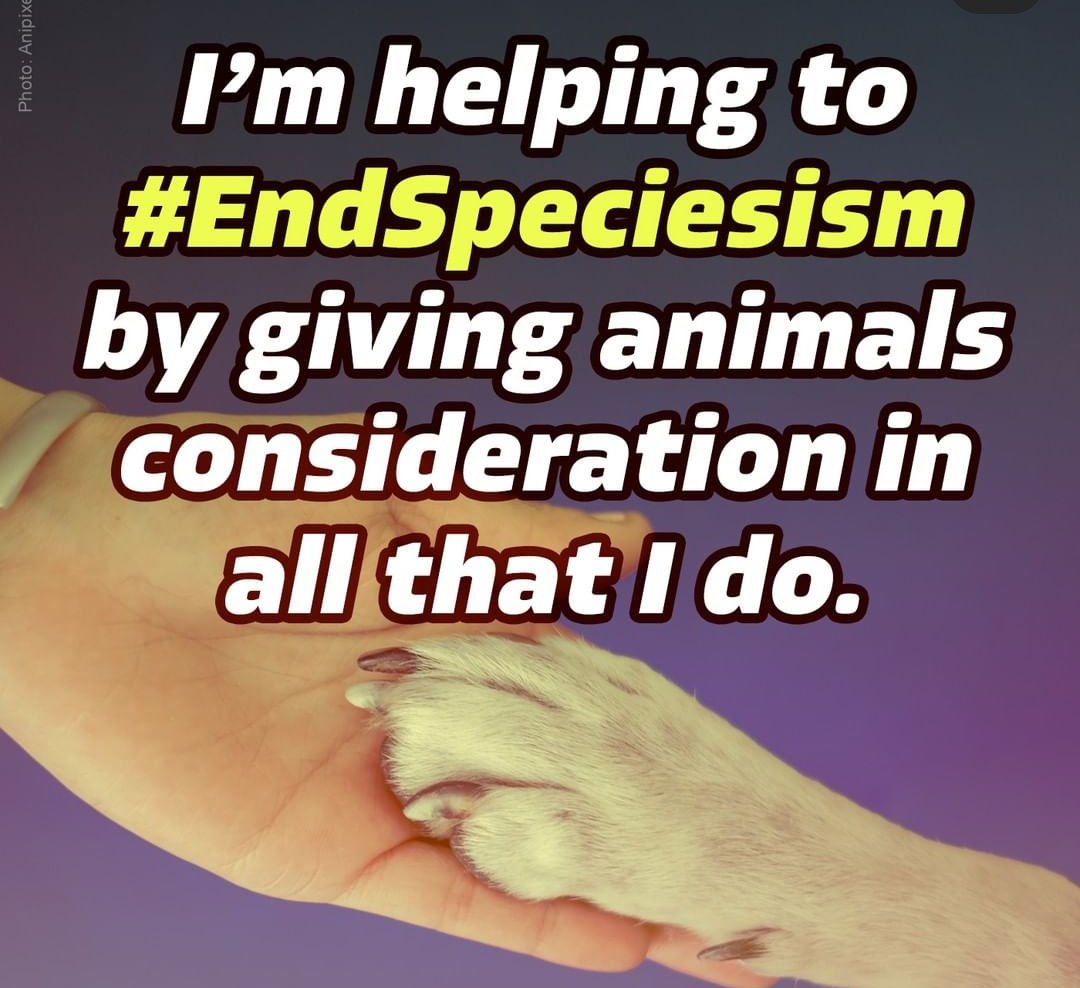 endanicruelty's tweet photo. What are you doing to #EndSpeciesism ?
@PetaIndia 
@peta https://t.co/edZRJYZ6xZ