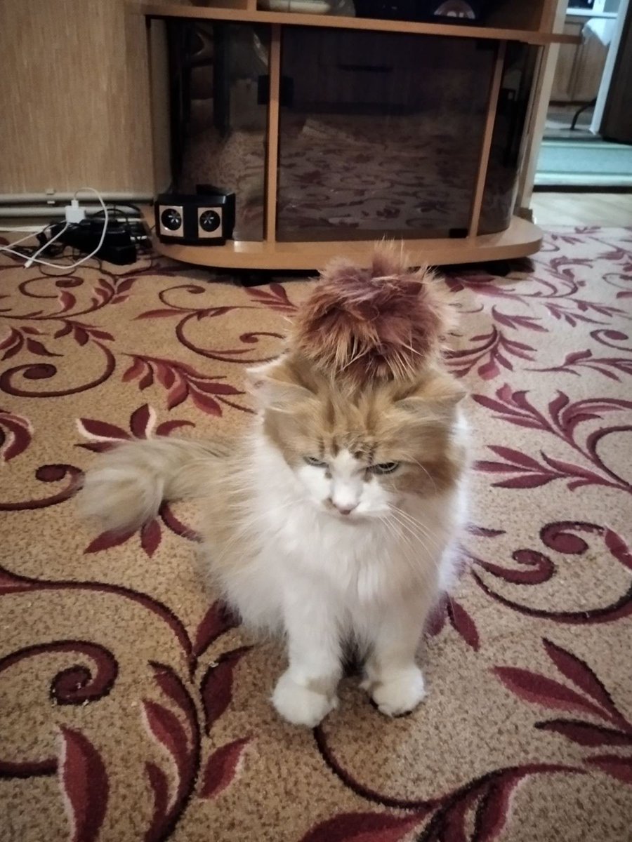 sprt_stanslvski's tweet photo. "I'meow main actress, who was shortlisted for #Gucci #House #Movie "#cat #кот #Caturday #CatsofTwittter #catsofinstagram #catelegram #CatWar #Guccilefilm https://t.co/nzxa0kgUVg