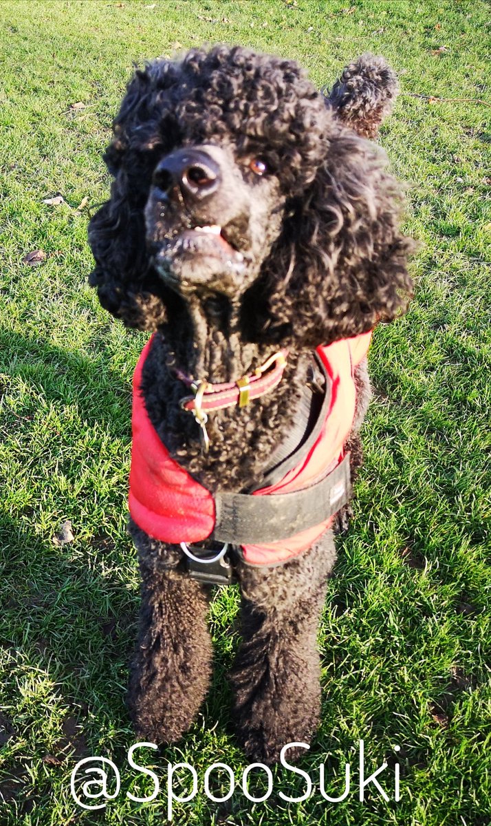Derp!
#StandardPoodle #Poodle #DogsOfTwitter
