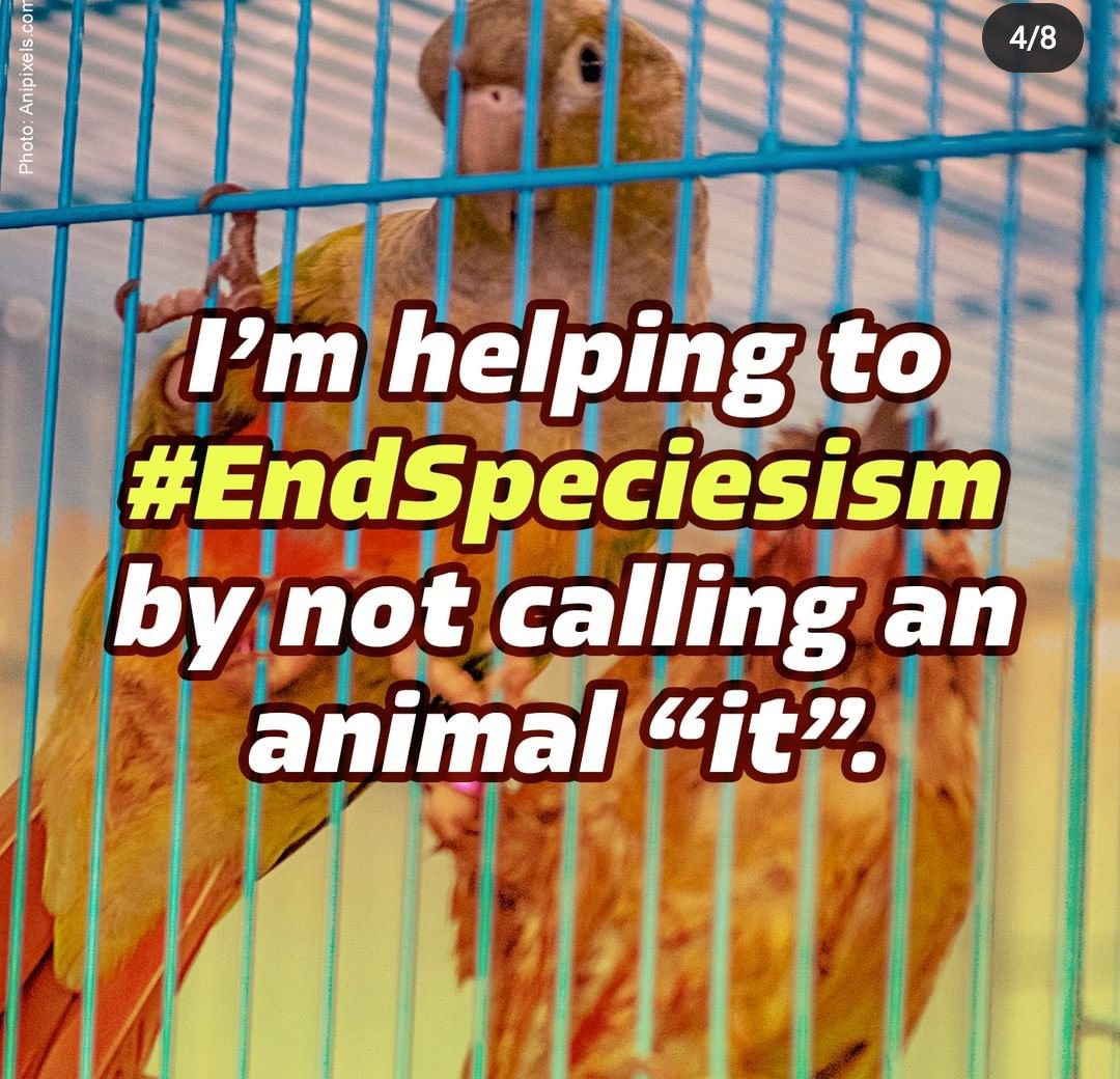 endanicruelty's tweet photo. What are you doing to #EndSpeciesism ? https://t.co/Kp9kw7Fyz3