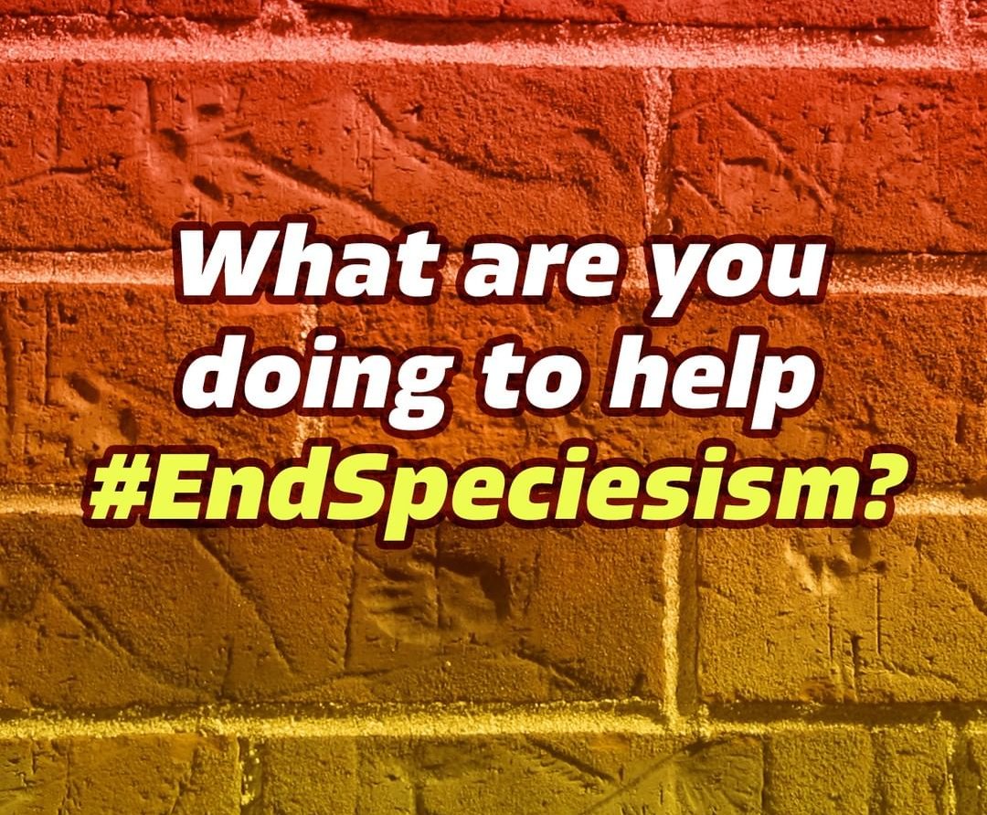 endanicruelty's tweet photo. What are you doing to #EndSpeciesism ? https://t.co/Kp9kw7Fyz3