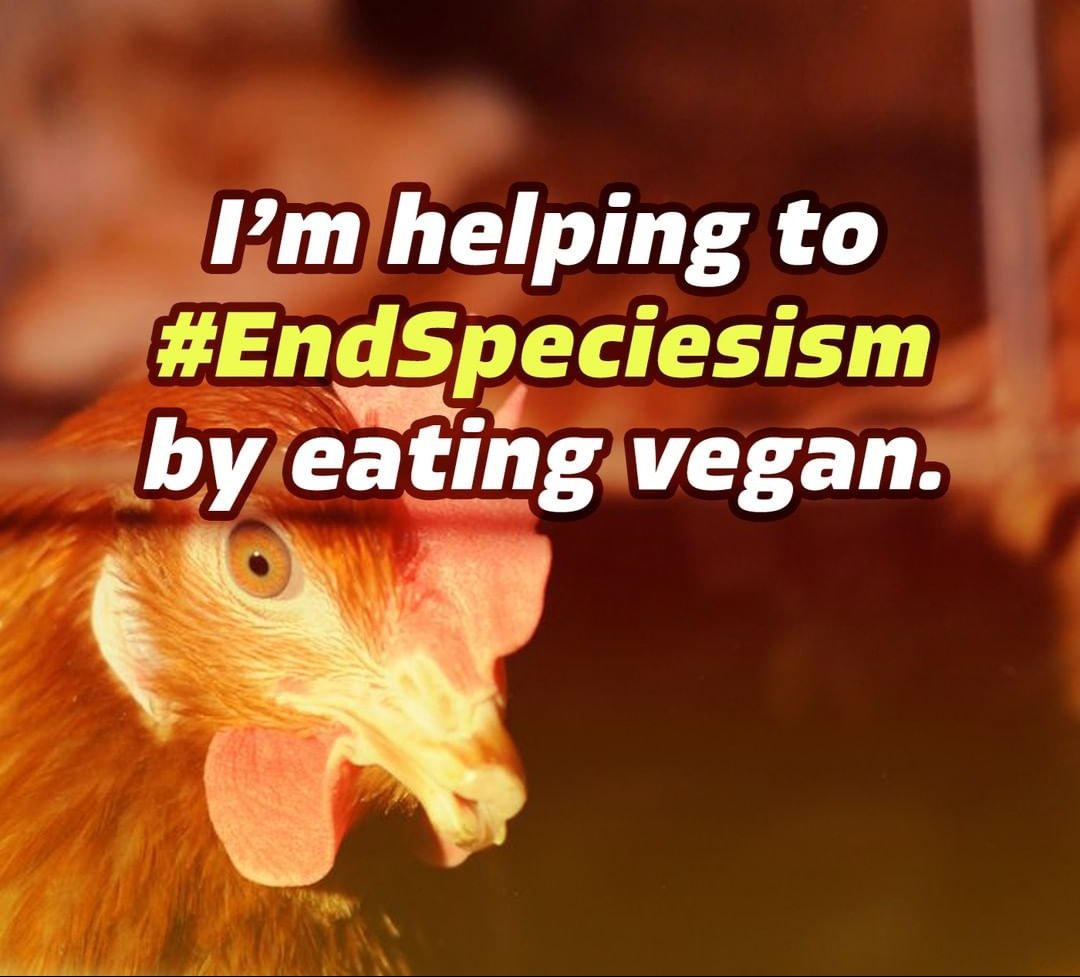 endanicruelty's tweet photo. What are you doing to #EndSpeciesism ? https://t.co/Kp9kw7Fyz3