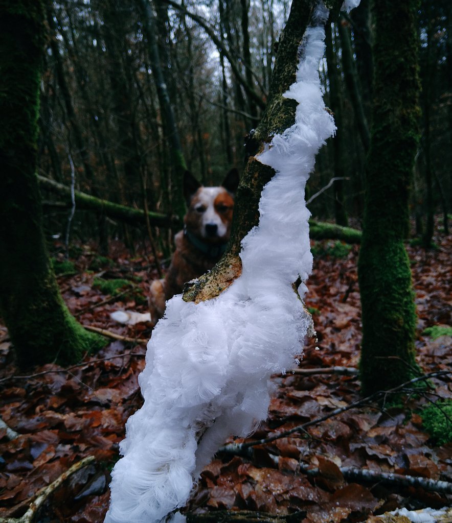 PAWPRINT_de's tweet photo. Haareis ๐
#haareis #eiswolle #hairice #icewool https://t.co/2kJm5VVr4V