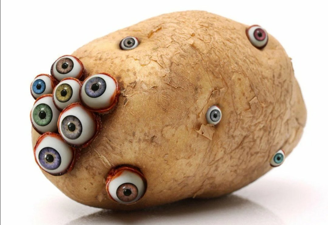 Глазки картошки. Картошка с глазами. Картошка с глазками. Картофельные глазки. Картоха с глазами.