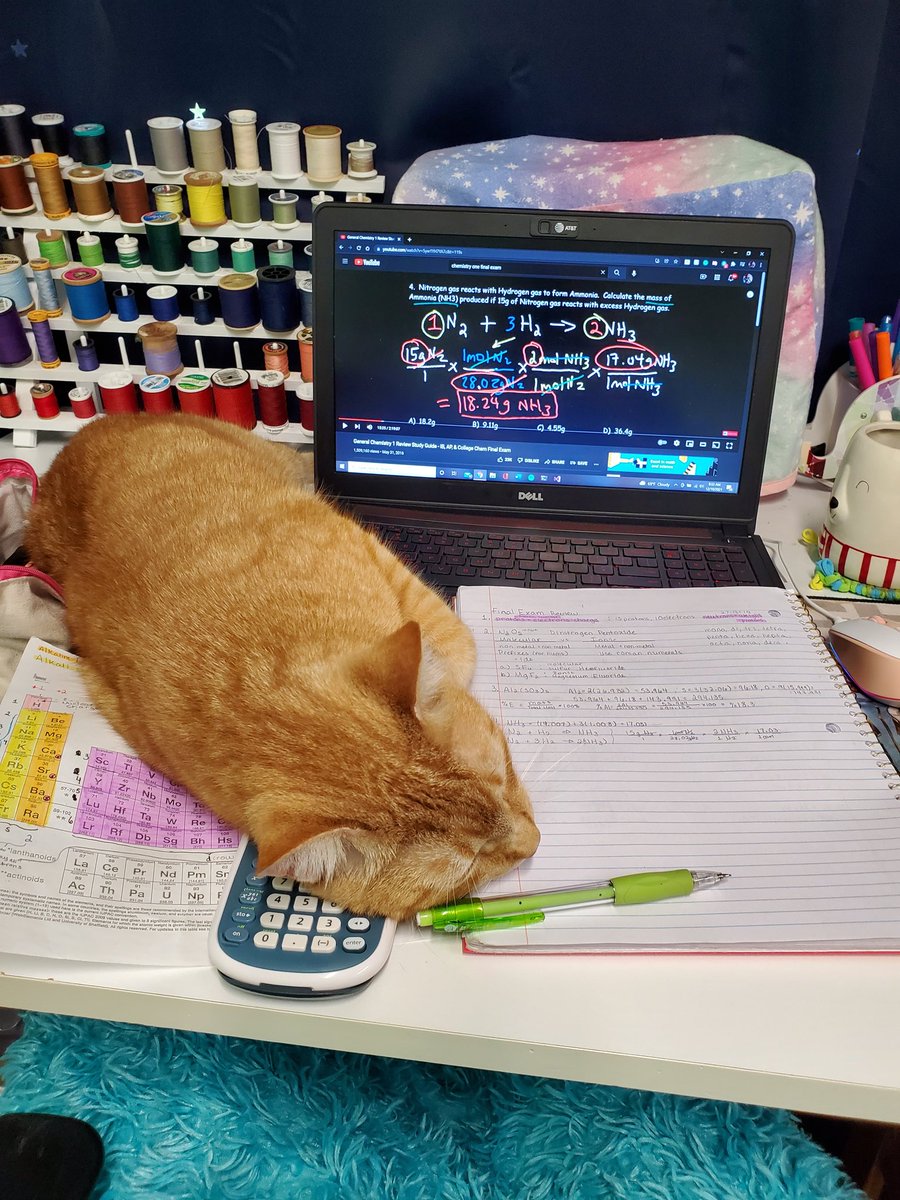 MiriamPeaster's tweet photo. Me: hey, I'm trying to study, I have an exam tomorrow. 
Sunny: I think I'll sleep here. https://t.co/jVQLumgbZS
