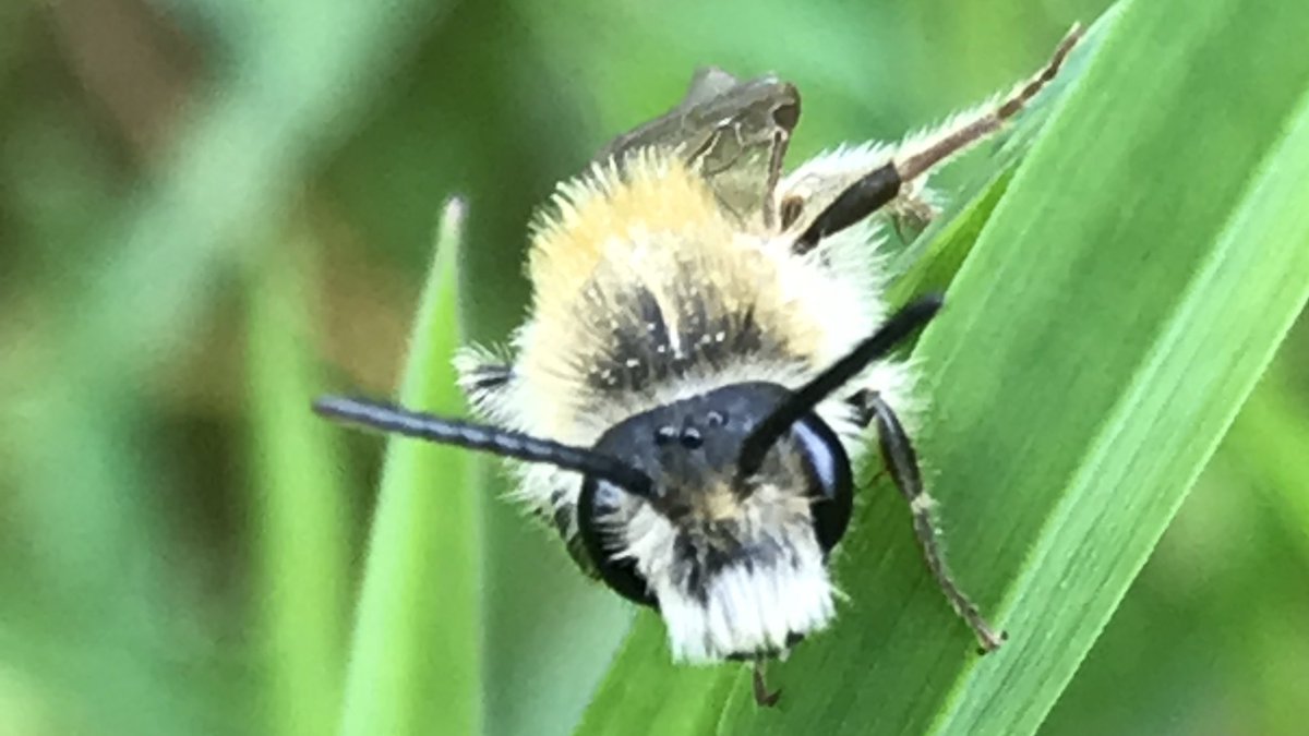 the_beeguy's tweet image. #theBeeAt3
Basic bee facts every day at 3pm.

No 26.

Apples, strawberries, tomatoes, peppers, onions, avocados, celery, carrots, cucumber, watermelon, pears, peas, beans, broccoli, cabbage, coriander, lemons, sunflower oil, currants, cashews.
Thanks to our little friends: #bees