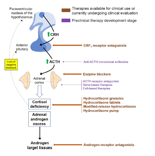 🆕Clinical advances in the pharmacotherapy of congenital adrenal hyperplasia

☑Antagonistas receptor CRF1: tto prometedor para evitar el reemplazo excesivo #GC en pacientes que no están controlados con pauta GC estándar o con Chronocort
eje.bioscientifica.com/view/journals/…
<a href="/NeuroendocrinoS/">NeuroendocrinoSEEN</a>