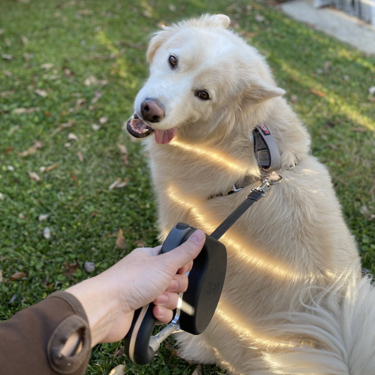hitchleash's tweet photo. Winston was ready for a walk yesterday! 🐾
Less than 16 hours left to pre-order your Hitch Leash on Kickstarter!
https://t.co/HAiZ3nWN7B

#dogsoftwitter #Kickstarter https://t.co/hZChbTHVbR