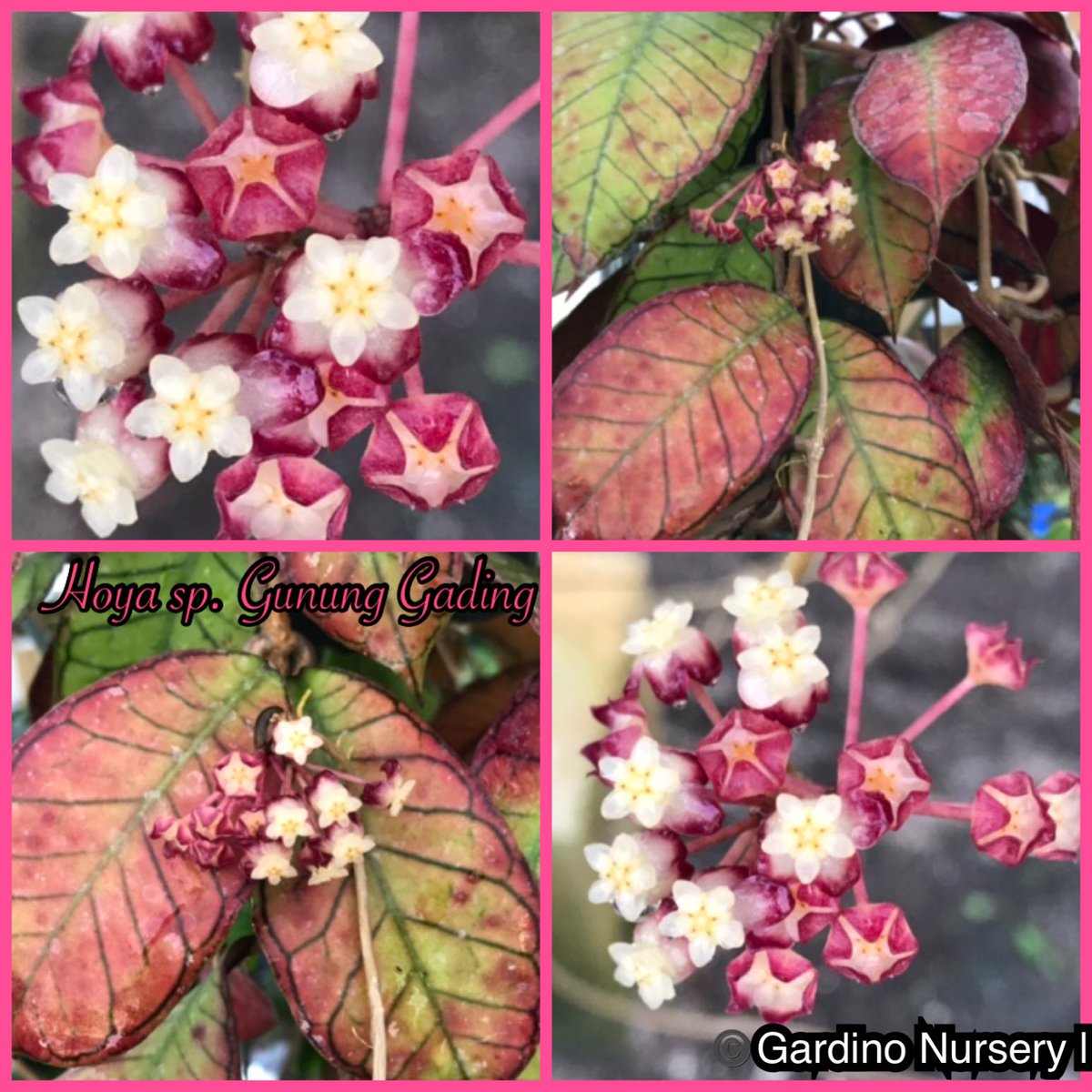Hoya sp. Gunung Gading. It comes from Sarawak-Malaysia. Attractive