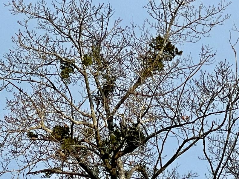 Mistletoe’s mysterious ability to shake a few memories loose dlvr.it/SF6sFy