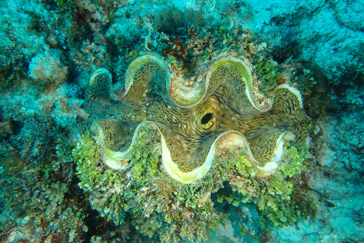 DiveInDar's tweet photo. Giant Clam Around Mnemba Island dive site out of Zanzibar
@andbeyondmnemba
#mnemba #mnembaisland #zanzibar #tanzania #diving #dive #underwaterphoto #uwphotography #underwaterphotography #underwater #scuba #scubadiving #scubadive #clam #giantclam https://t.co/PKqDQon5Ze
