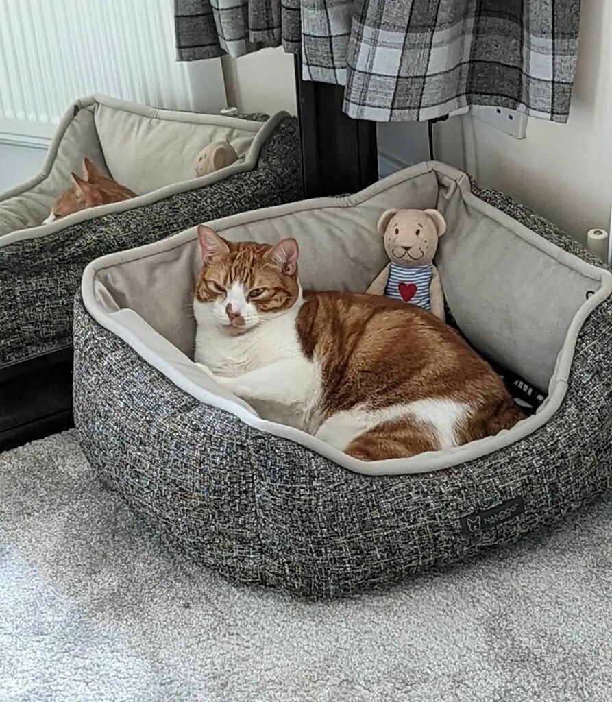 ArchieAndScout's tweet photo. Scout is in bed with Ted!

#cats #catsofinstagram #catstagram #instagram #catlovers #catlover #catlife #instacat #kittens #kitten #kitty #catoftheday #cute #pet #animals #petsofinstagram #adoptdontshop #kittensofinstagram #cutecats  #kittensoftwitter #catsoftwitter https://t.co/LY7HOJMEpx