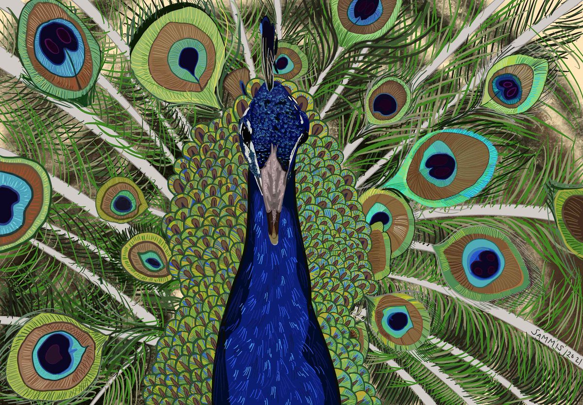 RT @pussreboots: Day 10: #ArtAdventCalendar: Peacock - 3024x2048 pixels. Drawn in Procreate. https://t.co/zkrQDo1MCt