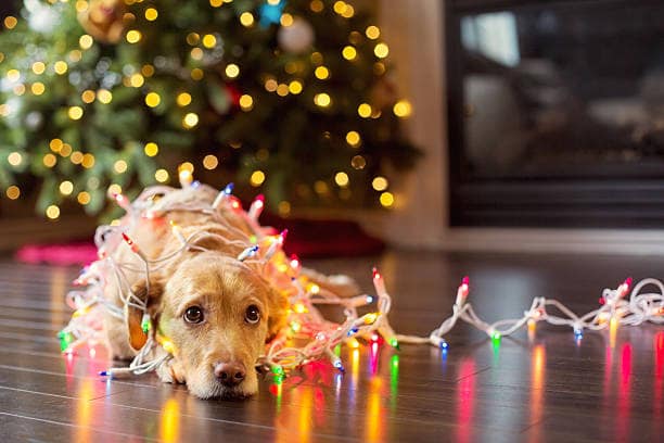 🎄Important update 🎄
We are sorry to announce that in line with Public Health Scotland guidance, we have taken the decision to postpone the Christmas ceilidh and awards night until further notice. 
We hope you can understand this decision.