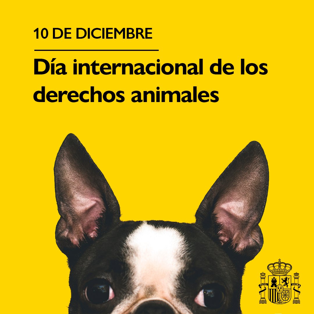 AnimalesGob's tweet photo. Hoy 10 de diciembre, día internacional de los derechos animales podemos celebrar que en nuestro país los animales ya no son "cosas" sino seres dotados de sensibilidad en nuestro ordenamiento civil. https://t.co/uiom9CK39n