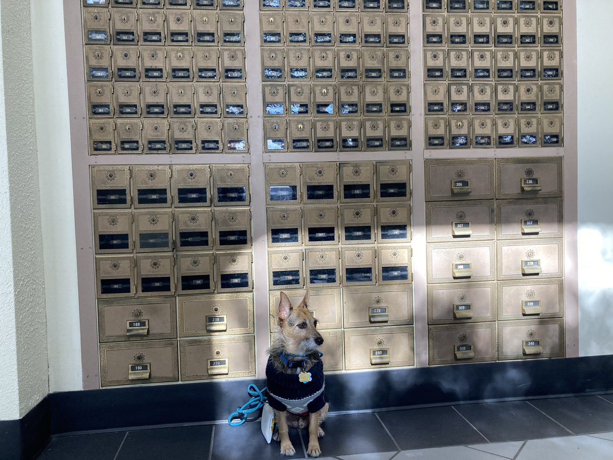 HerbieMooland's tweet photo. Just dropping some Christmas cards off at the local post with mom: 🎄✉️📬 #christmascards #mailingthemout #localpost #postoffice #oldmailboxes #dogsoftwitter #runningerrands https://t.co/OA2yXDcryh