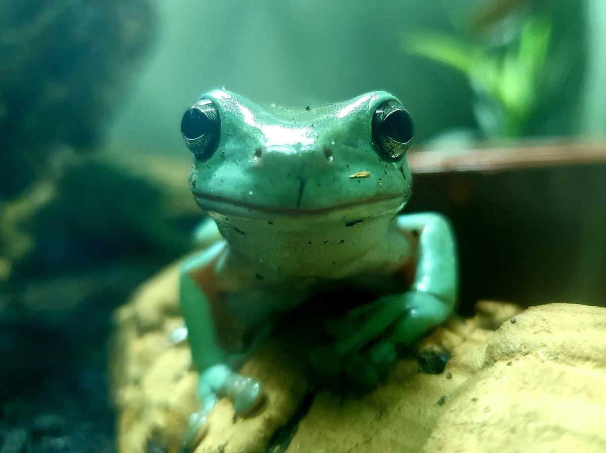 TerraristikL's tweet photo. Kuckuck! Was guckst du denn so? Komm und besuch uns in Zofingen! Unser Laden ist nach wie vor für alle geöffnet! 🤗
https://t.co/iPO3a17OjQ https://t.co/ilkj33drH5