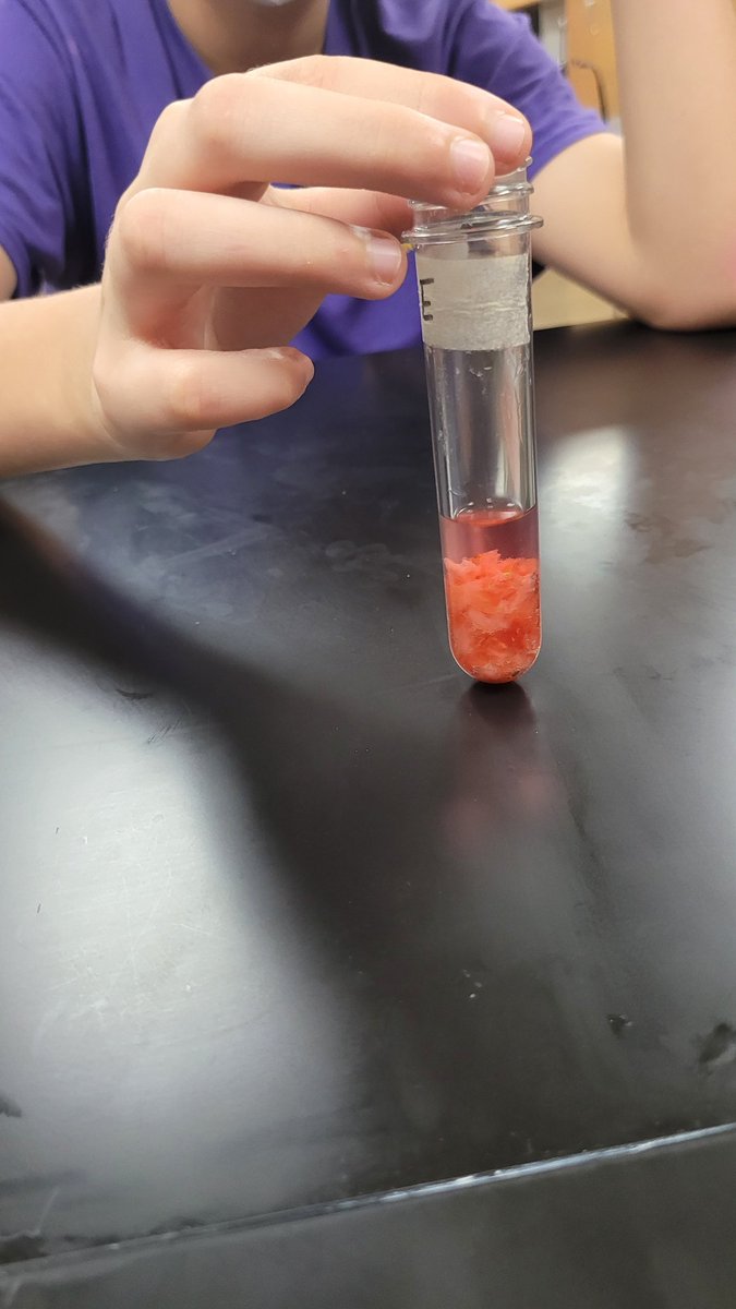 MizLock4's tweet image. Extracting DNA from strawberries @walkerm26 @ThreeLakesTISD @TLMSGatorsChomp @PrincipalBlake @MelanieCBush_06 #7thgradescience #DNA #gatorsriseup