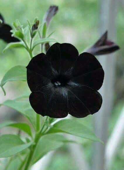 lavieestbelIe's tweet photo. Black velvet petunias https://t.co/6vN4iqVzfU