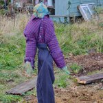 Photo by Chiswick School Allotment (@CSAllotment)
