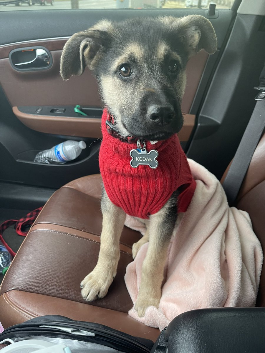 samsoglamm's tweet photo. Kodak is always dressed in his best 🥰 https://t.co/4lgCHNQoj9