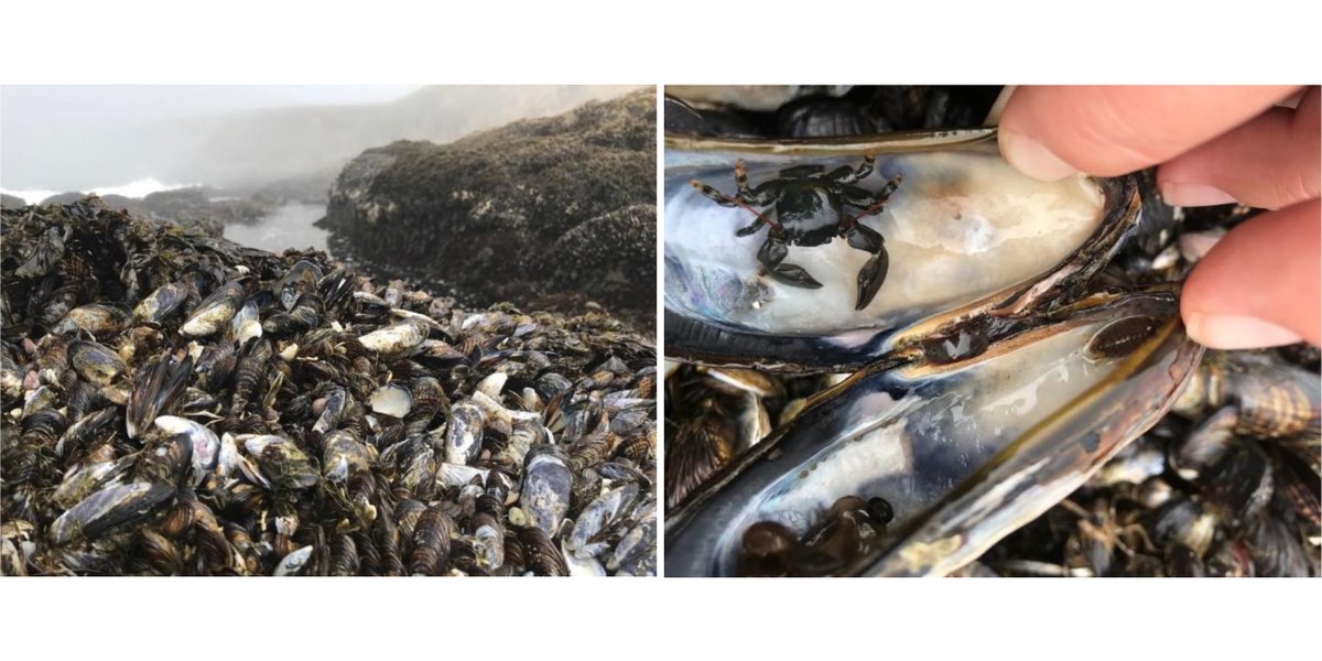 ESAEcology's tweet photo. New in @ESAEcology:

Facilitation alters climate change risk on rocky shores

https://t.co/LEJoWQyVei

With #OpenData in @datadryad

#ClimateChange #Intertidal #EcologicalFacilitation #NSFFunded 

@laura_j_jurgens @AshlockLauren @NSF https://t.co/9KTZWMtrTo